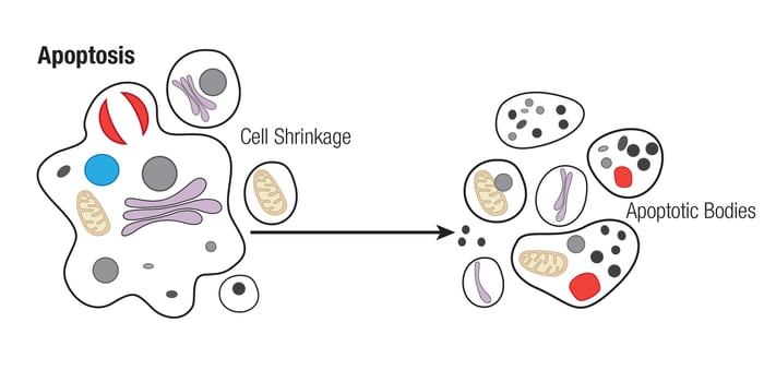 Mechanisms of Cell Death Apoptosis Biology Diagrams